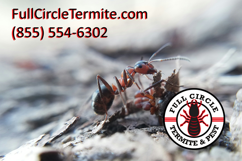Full Circle Termite and Pest Control, Inc.